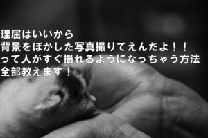アイキャッチ猫