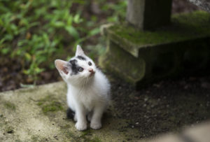 猫比較
