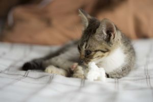 子猫