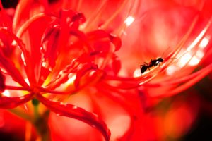 彼岸花マクロ